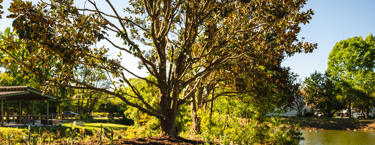Trees of Our Parks: A Guided Tree Walk